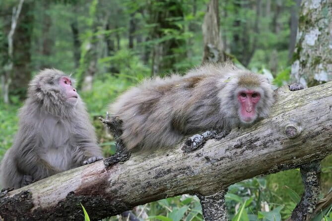 1-Day Tour From Nagano and Matsumoto Kamikochi & Matsumoto Castle - Connecting the Cultural and Natural Wonders