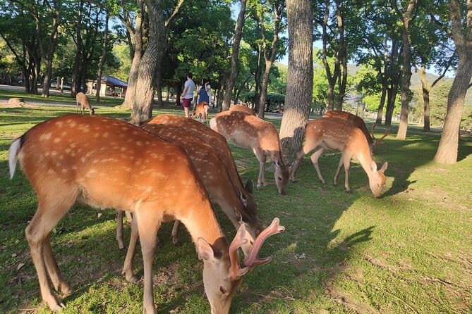 10-Day Golden Route of Japan - Explore the Historic City of Nara