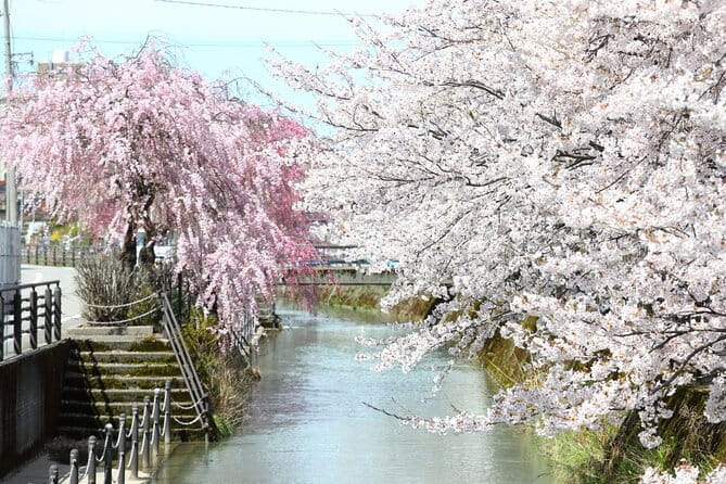 4 Hour Unique Kanazawa Cherry Blossom Sakura Private Experience - Guest Reviews and Experiences