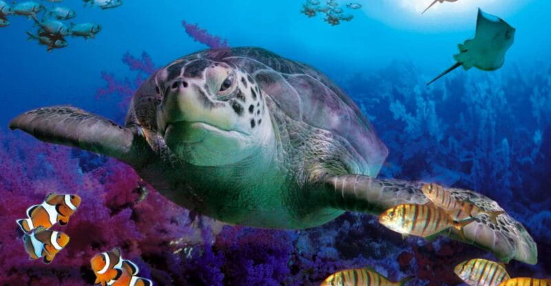 Benalmadena Aquarium Visit - Ticket Pricing and Options