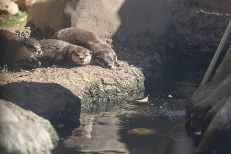 Benalmadena Aquarium Visit - Exciting Highlights of the Aquarium