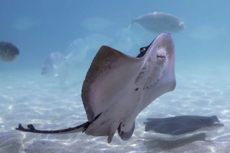 Benalmadena Aquarium Visit - Customer Ratings and Reviews