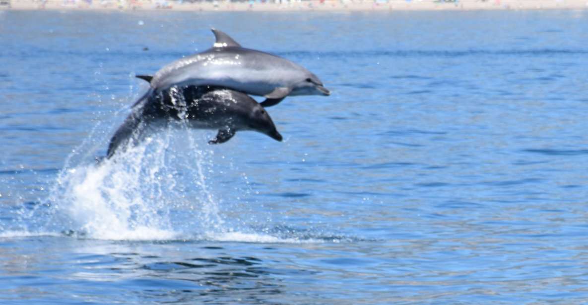 Benalmadena: Dolphin Watching Boat Tour - Itinerary and Meeting Point