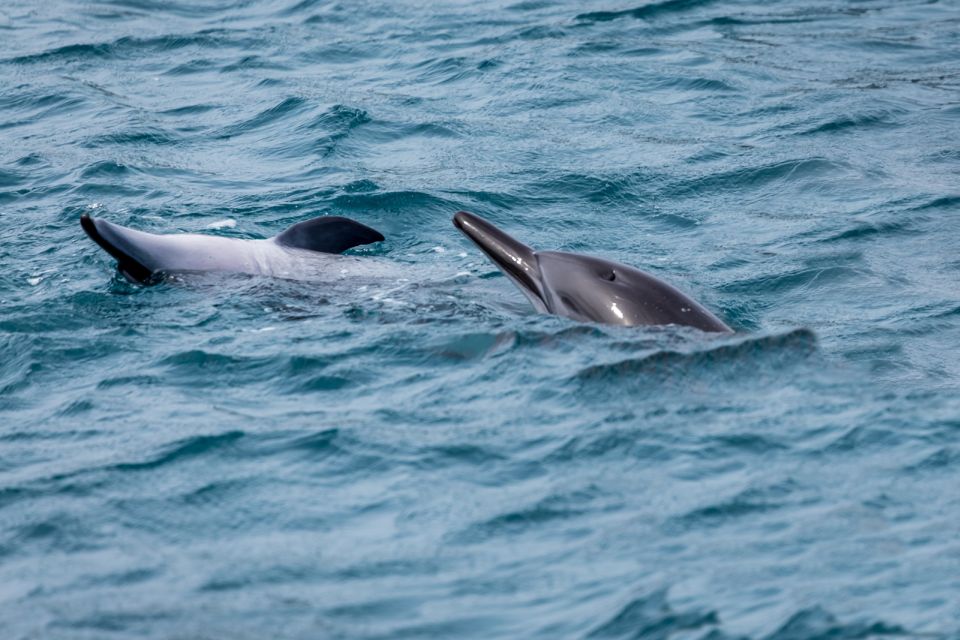 Benalmadena: Dolphin Watching Boat Tour - Pricing and Availability