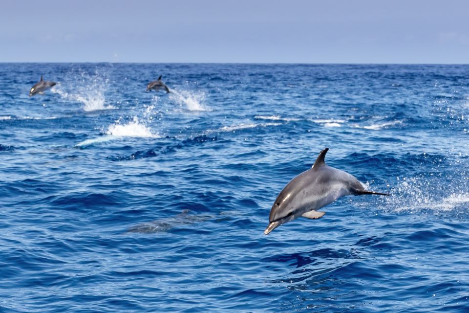 Benalmadena: Dolphin Watching Boat Tour - Important Information