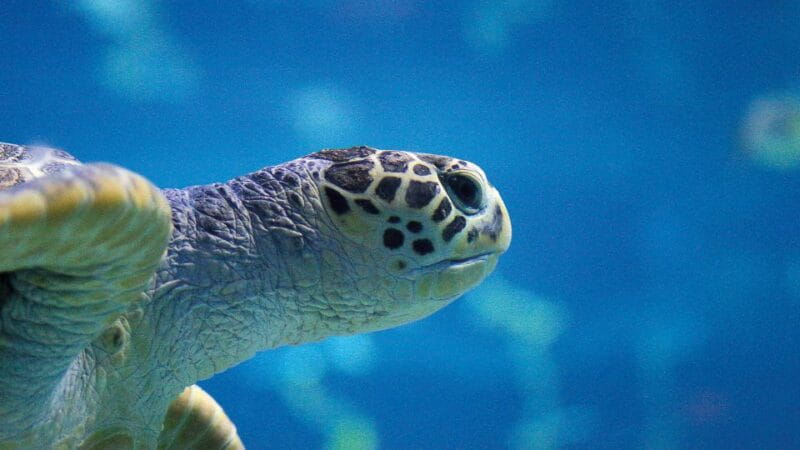 Benalmádena: Sea Life Benalmádena Premium Entry Ticket - Accessibility Features