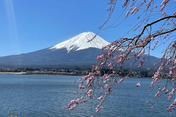 Cherry Blossom Mount Fuji Customizable Luxury Vehicle Guided Tour - Pickup and Drop-off