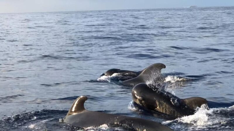 Costa Adeje: Whale and Dolphin Cruise With Food and Pickup - Overview and Booking Details