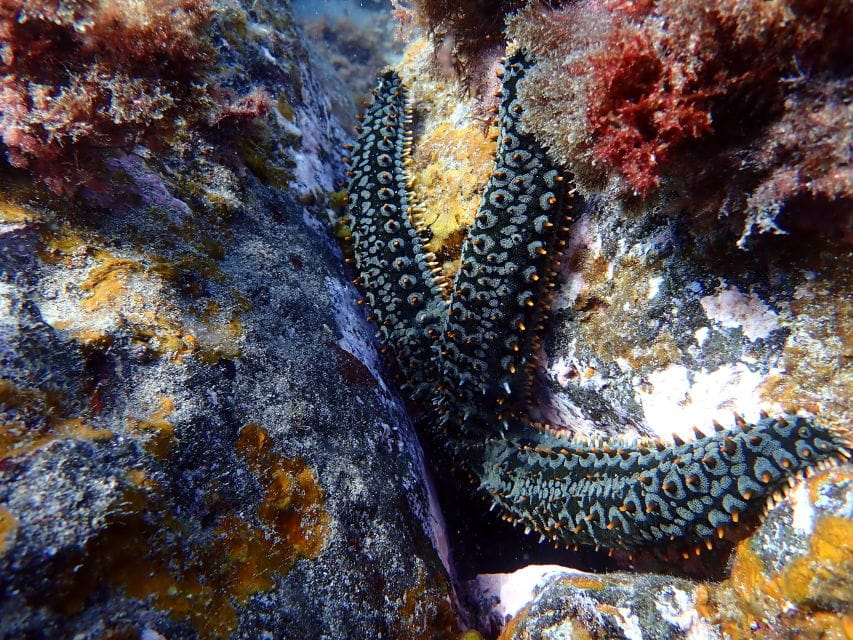 Costa Teguise: Snorkeling Tour With Instructor & Equipment - Experience Highlights