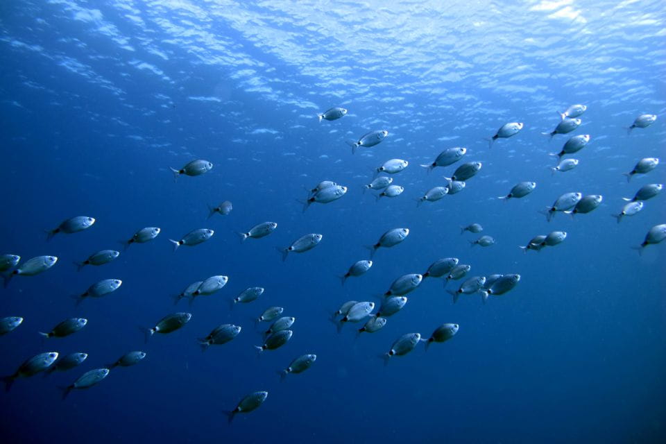 Costa Teguise: Snorkeling Tour With Instructor & Equipment - Booking Process