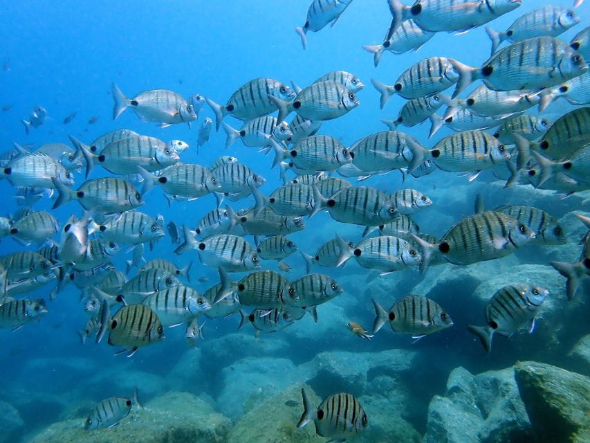 Costa Teguise: Snorkeling Tour With Instructor & Equipment - Safety Measures