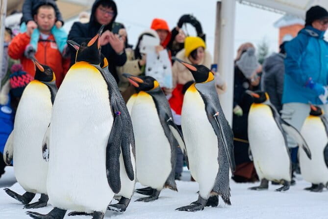 Day Tour to Asahiyama Zoo Biei Blue Pond Furano by Private Car - Tour Overview