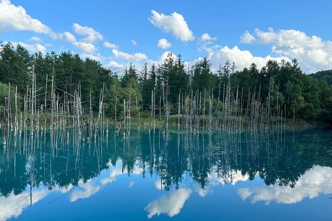 Day Tour to Asahiyama Zoo Biei Blue Pond Furano by Private Car - Health and Accessibility Information
