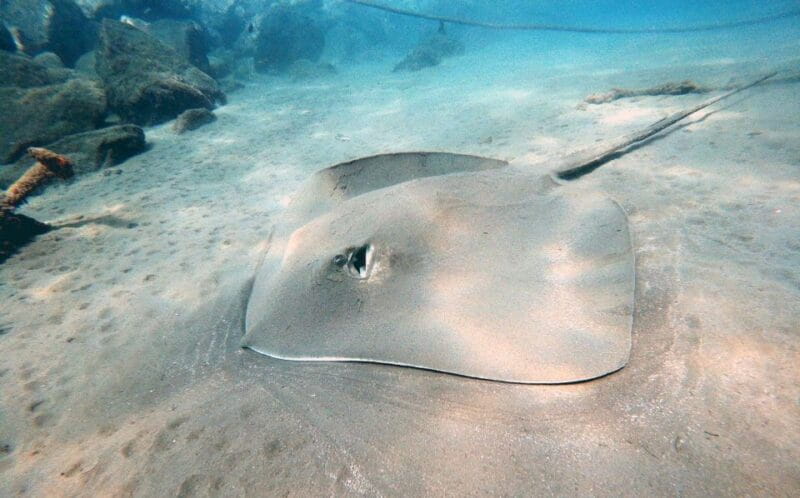 Discover Scuba Diving in the Ocean, Snacks Included - Certification Included