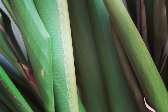 Distillation of Okinawa Herb Essential Oil and Herbal Water - Embracing the Sustainable Practices