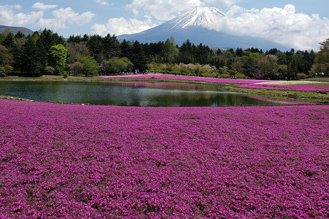 From Tokyo-Mt Fuji PVT 1 Day Customized Tour With English Driver - Traveler Reviews and Feedback