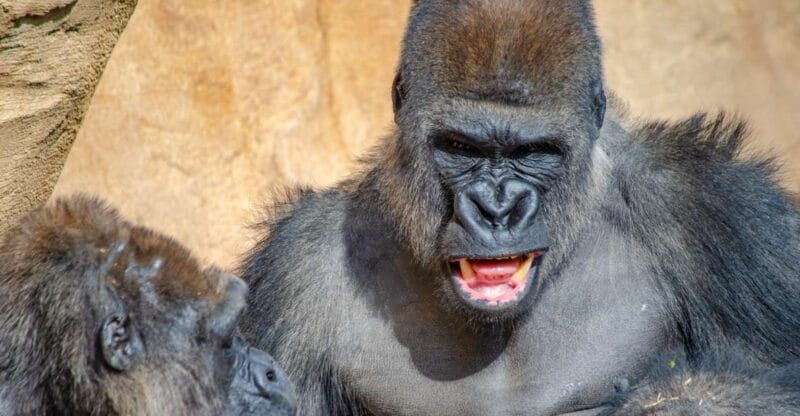 Fuengirola: Bioparc Entrance Ticket - Ticket Pricing Details