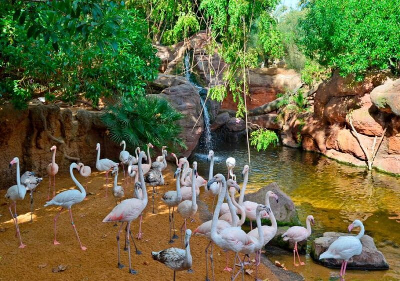 Fuengirola: Bioparc Entrance Ticket - Important Visitor Rules