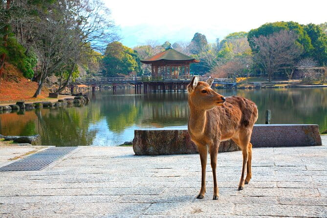 Full Day Tour to Fushimi Inari, Nara Park and Osaka From Kyoto - Itinerary Highlights