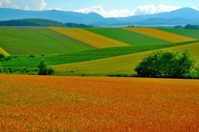 Furano & Biei 6 Hour Tour: English Speaking Driver Only, No Guide - Getting to Furano and Biei