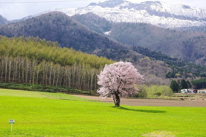Furano Private Customizable Full Day Tour - Key Points