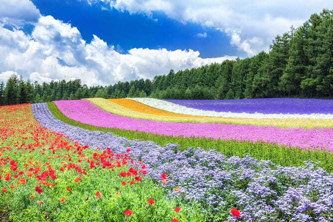 Furano Private Customizable Full Day Tour - Overview of the Tour Experience