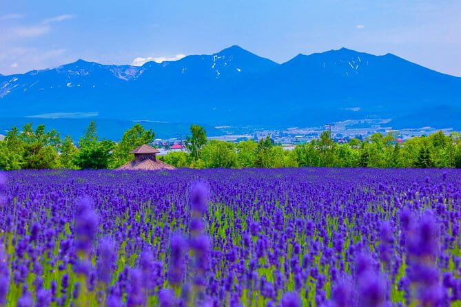 Furano Private Customizable Full Day Tour - Meeting and Pickup Details