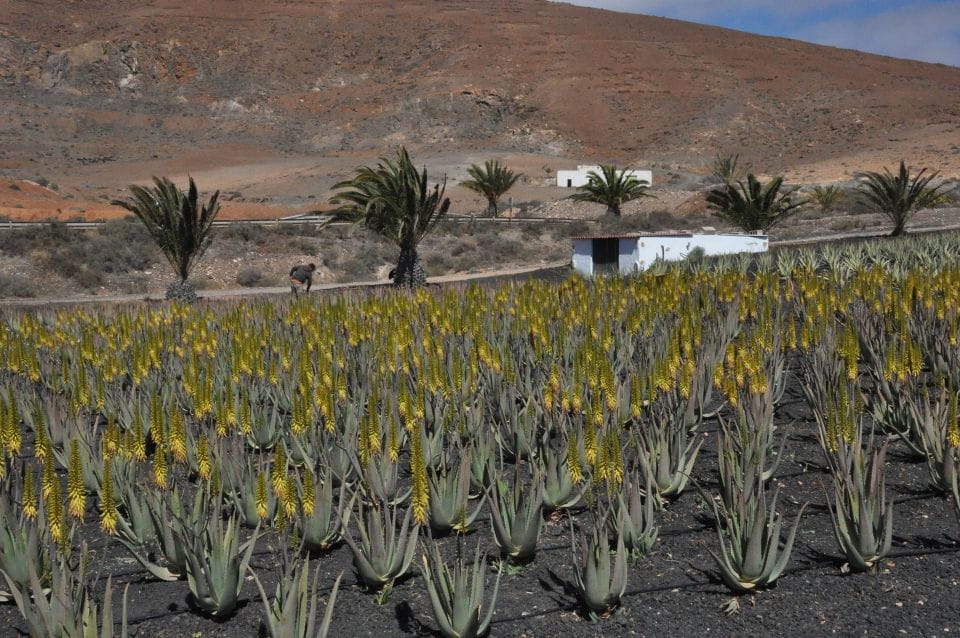 Gran Canaria Tour: Past and Present - Key Points