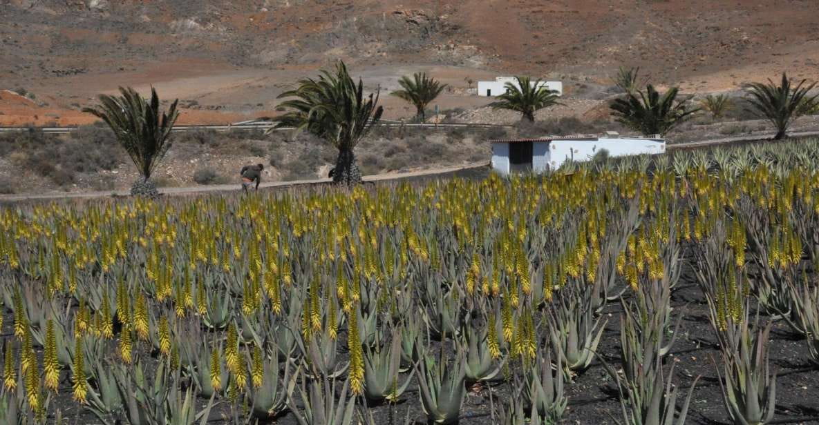 Gran Canaria Tour: Past and Present - Highlights of the Experience