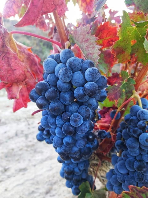 Guided Tour of Bodegas J.F. Iradier, Rioja Alavesa - Customer Reviews