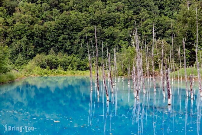 Hokkaido Day Trip From Sapporo: Asahiyama Zoo to Ningle Terrace - Whats Included and Excluded