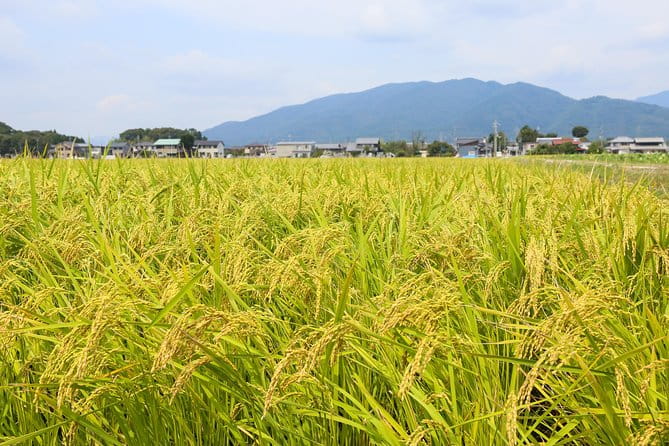Japans Rural Life & Nature: Private Half Day Cycling Near Kyoto - Cycling Through Agricultural Landscapes