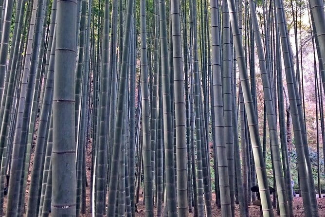 Kamakura Walking Tour With Local Guide Including Hokokuji Temple - Hokokuji Temple and Bamboo Garden
