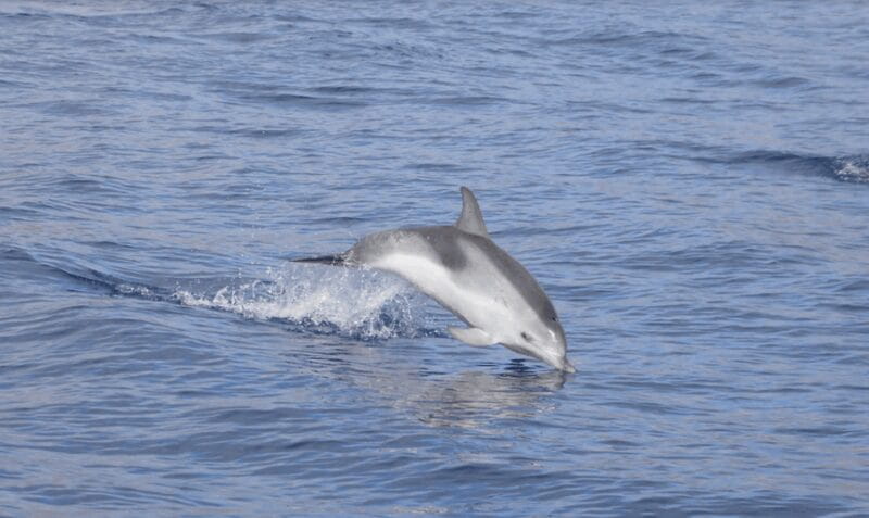Lanzarote: Sea Safari Experience - Key Points