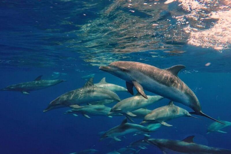 Lanzarote: Sea Safari Experience - Participant Requirements and Group Size