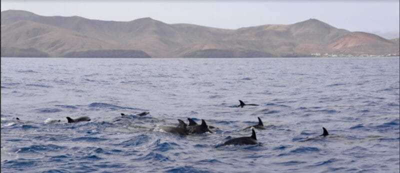 Lanzarote: Sea Safari Experience - Duration and Schedule