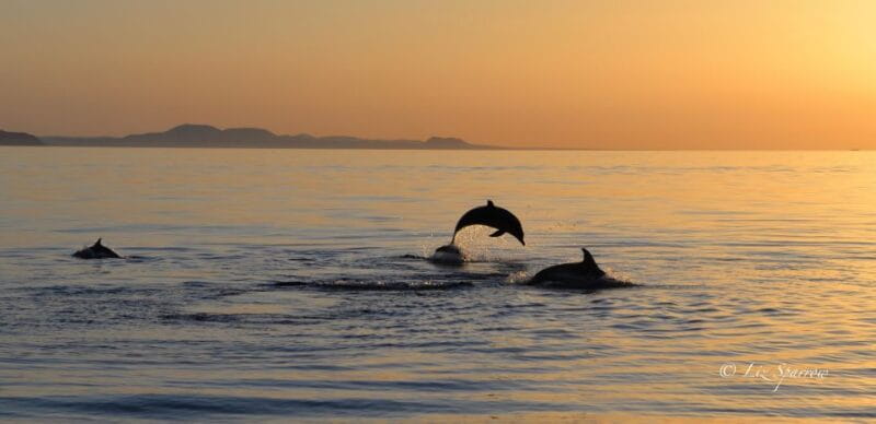 Lanzarote: Sea Safari Experience - Customer Ratings and Feedback