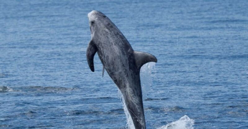 Lanzarote: Sea Safari Experience - Booking and Pricing Information