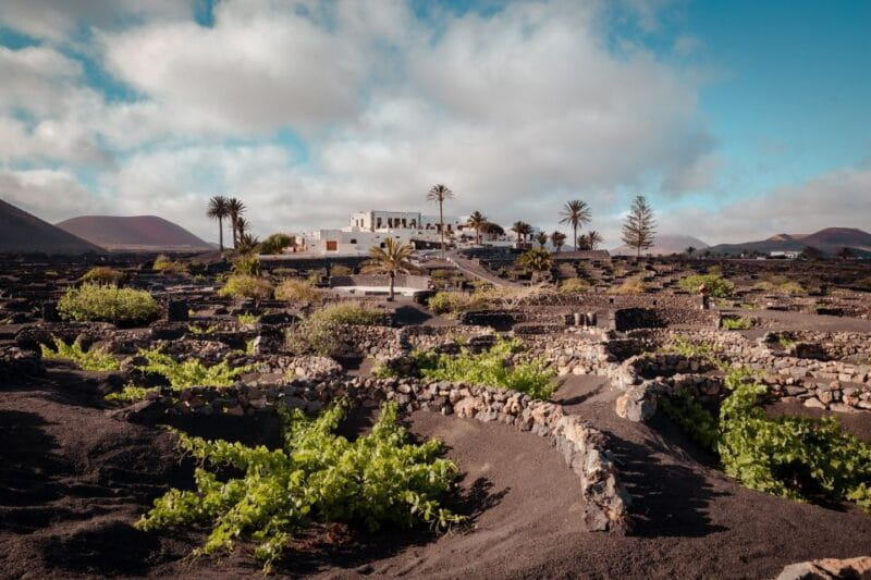 Lanzarote: Vineyard Tour With Wine and Chocolate Tasting - Participant Experiences