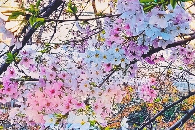 Licensed Guide Tokyo Meguro Cherry Blossom Walking Tour - Meeting and End Points