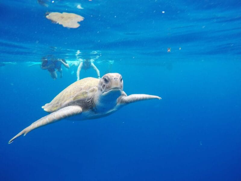 Los Cristianos: Kayak and Snorkel With Turtles and Photos - Activity Overview