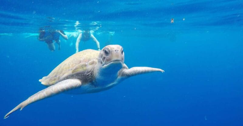 Los Cristianos: Kayak and Snorkel With Turtles and Photos - Equipment and Safety
