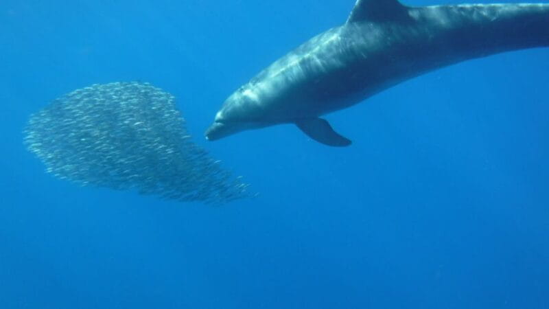 Los Cristianos: Kayak and Snorkel With Turtles and Photos - Customer Reviews