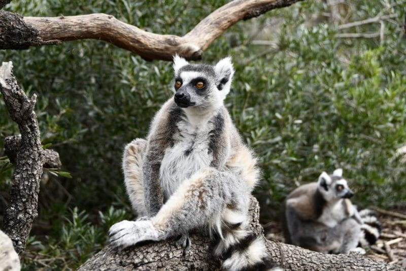 Madrid: Faunia Entry Ticket - Key Points