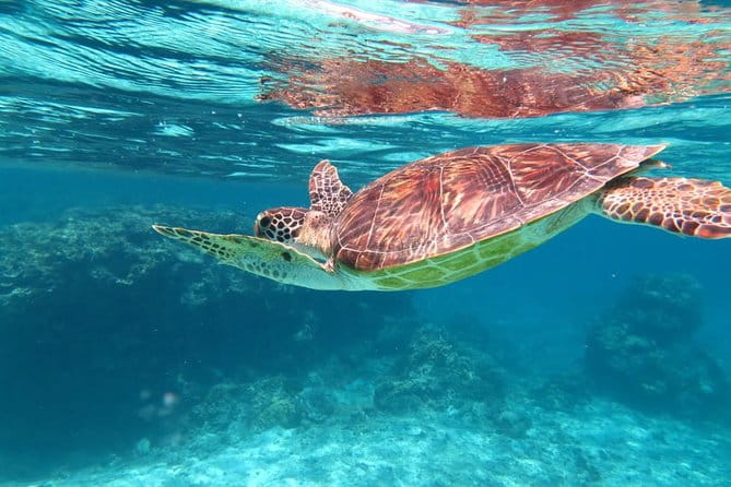 [Miyakojima Snorkel] Private Tour From 2 People Lets Look for Sea Turtles! Snorkel Tour That Can Be Enjoyed From 3 Years Old - Explore the Stunning Underwater World of Miyakojima