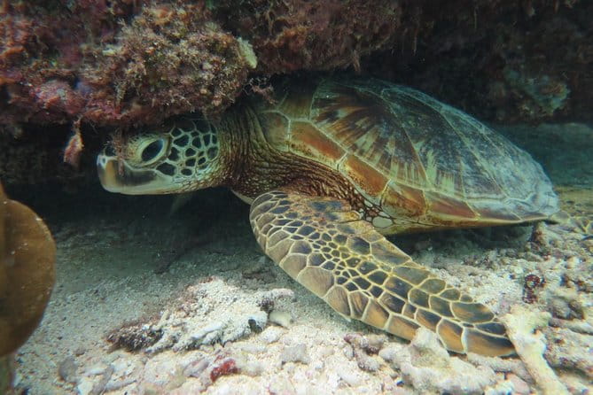 [Miyakojima Snorkel] Private Tour From 2 People Lets Look for Sea Turtles! Snorkel Tour That Can Be Enjoyed From 3 Years Old - Perfect for Families: Age Requirements and Accessibility
