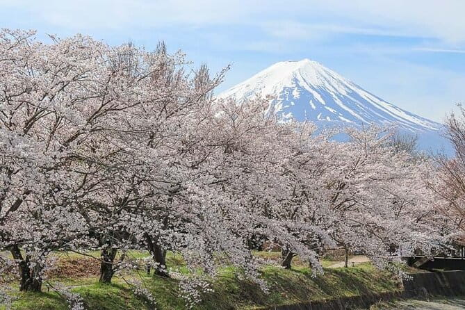 Mount Fuji Customizable One Day Private Guided Tour From Tokyo - Tour Logistics and Timing