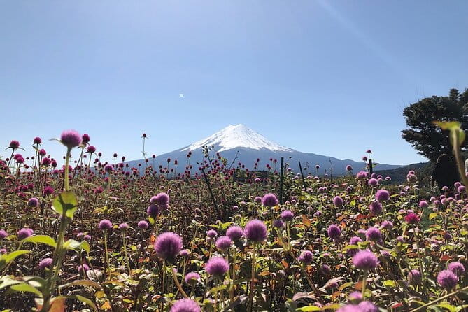 Mt Fuji With Kawaguchiko Lake Day Tour - Traveler Reviews and Feedback