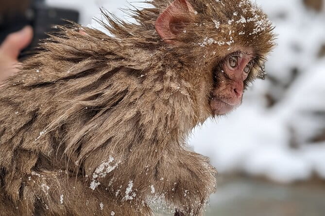 Nagano Snow Monkey 1 Day Tour With Beef Sukiyaki Lunch From Tokyo - Dining and Cuisine