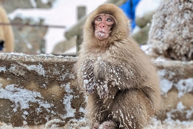 Nagano Snow Monkey 1 Day Tour With Beef Sukiyaki Lunch From Tokyo - Seasonal Considerations